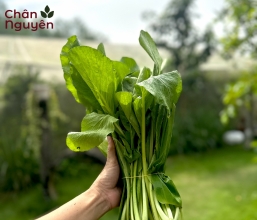 Cải ngọt (bán theo kg) 