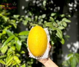 Dưa Lưới Hoàng Kim (bán theo ký) 