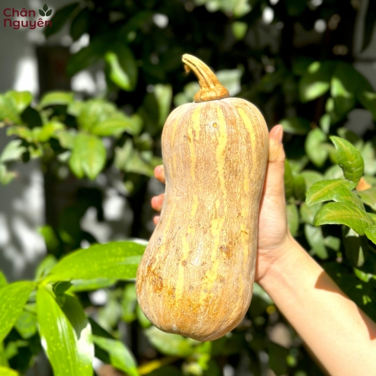 Bí đỏ (bán theo ký)