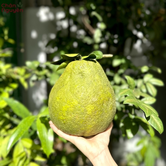 Bưởi Tân Triều (10 trái) 