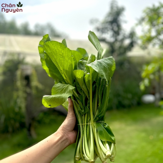 Cải ngọt (bán theo kg) 