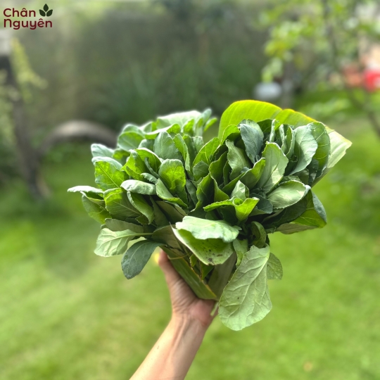 Cải rổ (200g)