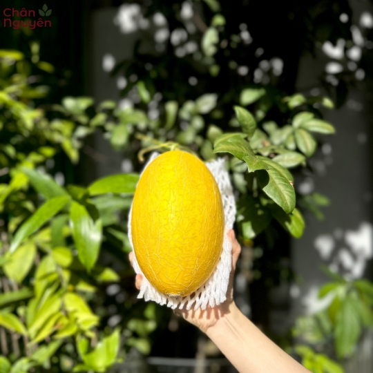 Dưa Lưới Hoàng Kim (bán theo ký) 