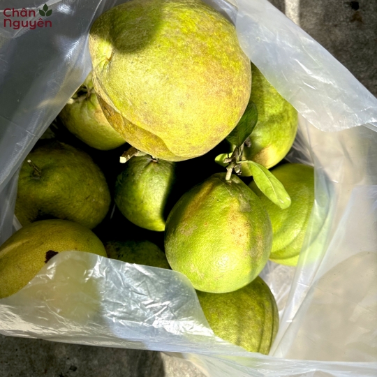 Bười Tân Triều (5 trái)