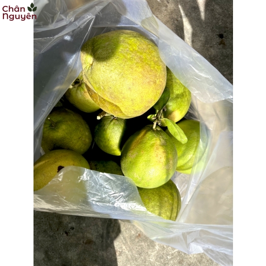 Bười Tân Triều (5 trái)